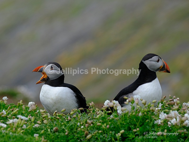  - Wildlife and Nature