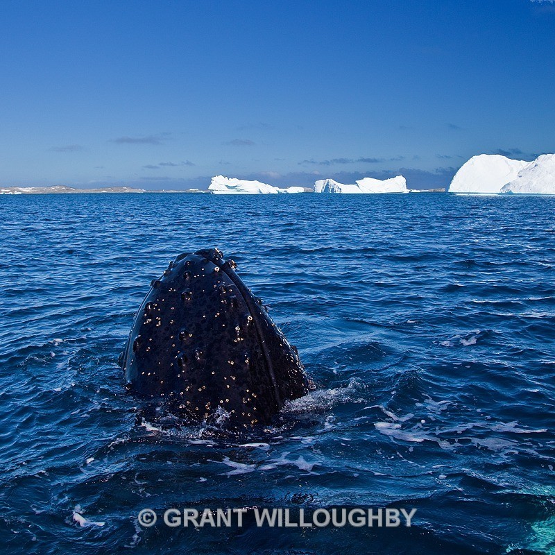 A Humpback surfaces a few feet from our Zodiac - Antartica