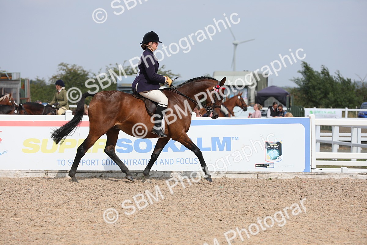 SBM_15573 - Class 311 Ridden Show Pony/ Show Hunter Pony