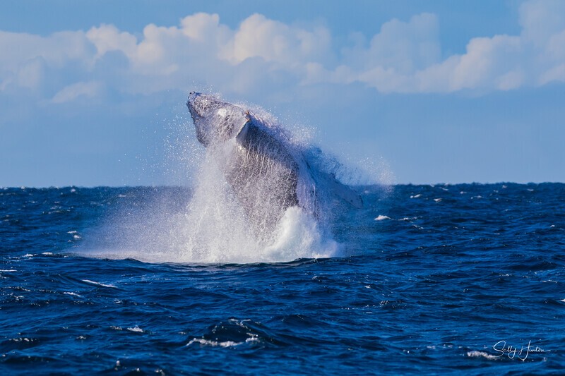 Windy Breach. 0A3A1725 - 2025 Whales