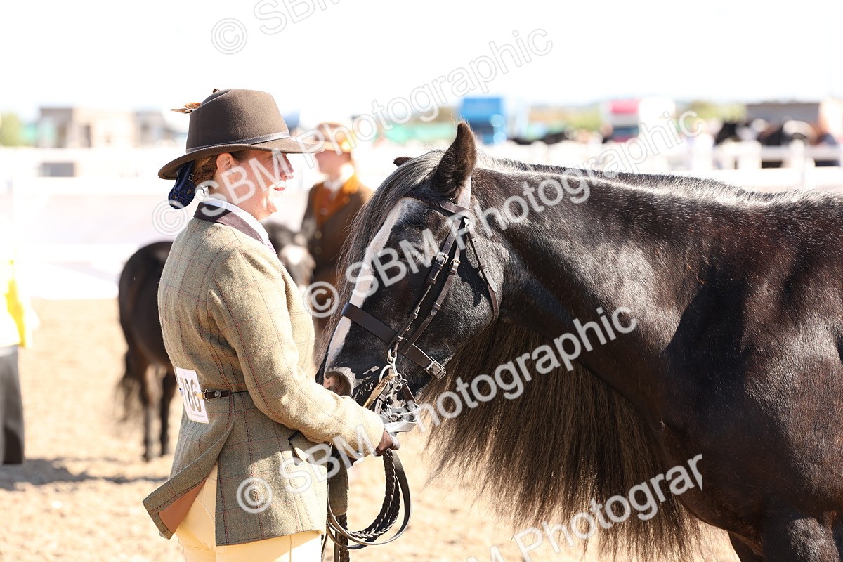 SBM_12925 - Class 206 - IH Non Show Type Pony