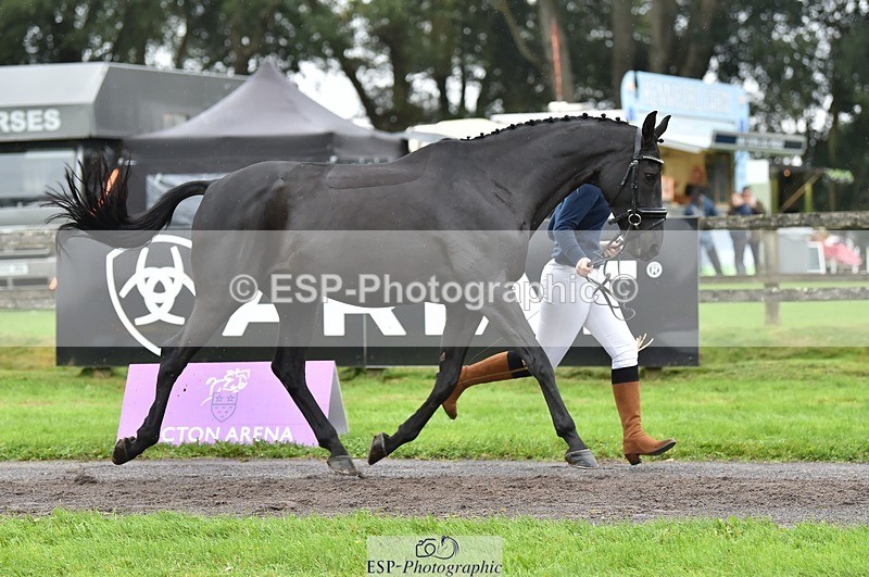 231018-124012-00439 - 053-WISHING.TIME-Holly.Law-TrotUp