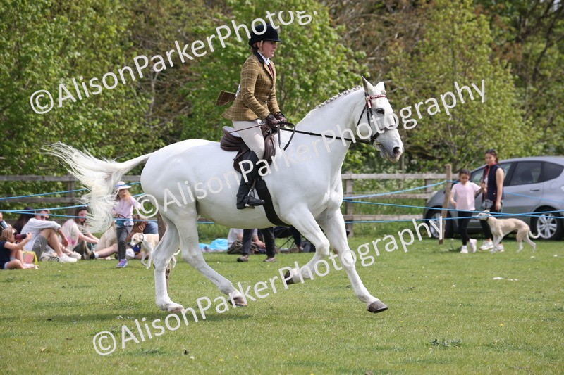 20260426-4360 - Class 34 - Best Riding Horse Over 14.2hh