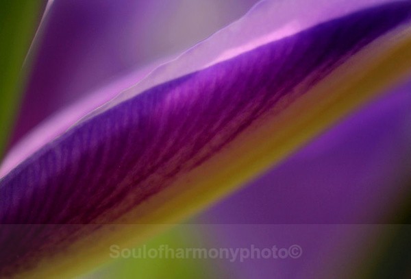 Iris - Floria Macro