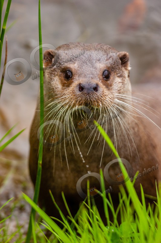 european otter lutra lutra-33 - UK Wildlife