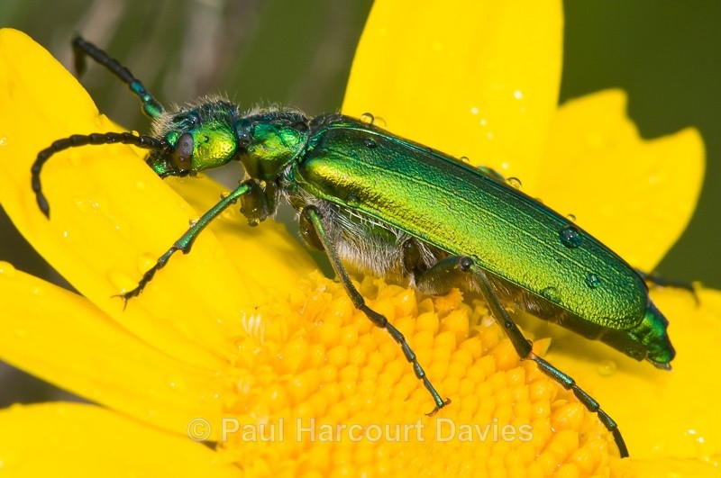  - Bugs: Macro insects