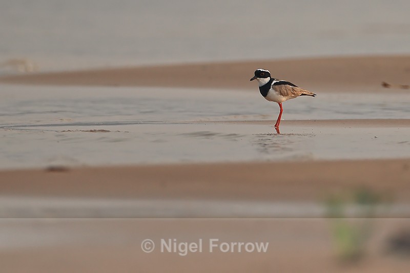 Pied Plover, Rio Sao Lourenco, Pantanal, Brazil - Pied Plover