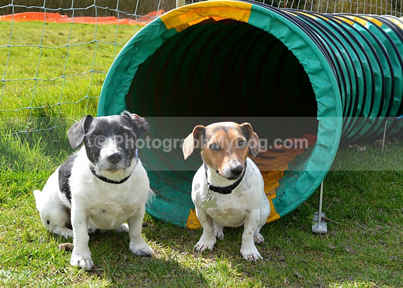  - Jack Russell Terriers