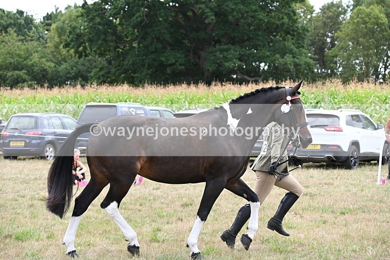 WJ6_6246 - Class 19 In-hand Veterans (Uploaded correct folder)