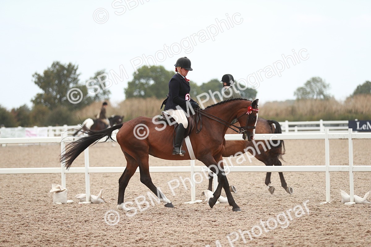SBM_17656 - Class 215 Ridden Hack/ Riding Horse