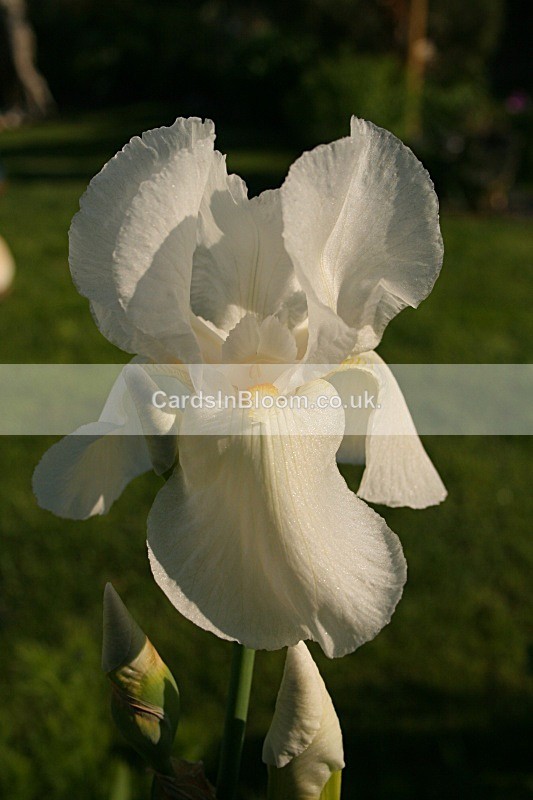 Iris 1073 - IRISES