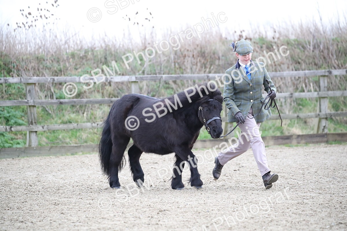 SBM_003885 - Class 1-4 - Young Stock classes Inc. In Hand Championship