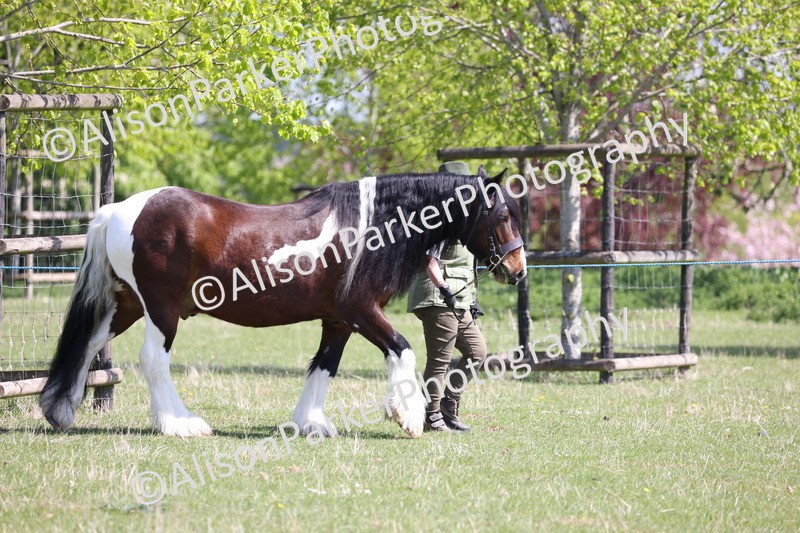 20250427-2954 - Class 27 - Coloured Horse and Pony