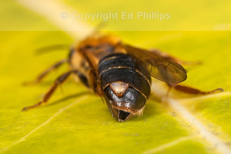 Stylopised Andrena