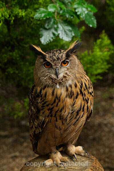 Bengal Eagle Owl - Bagpuss