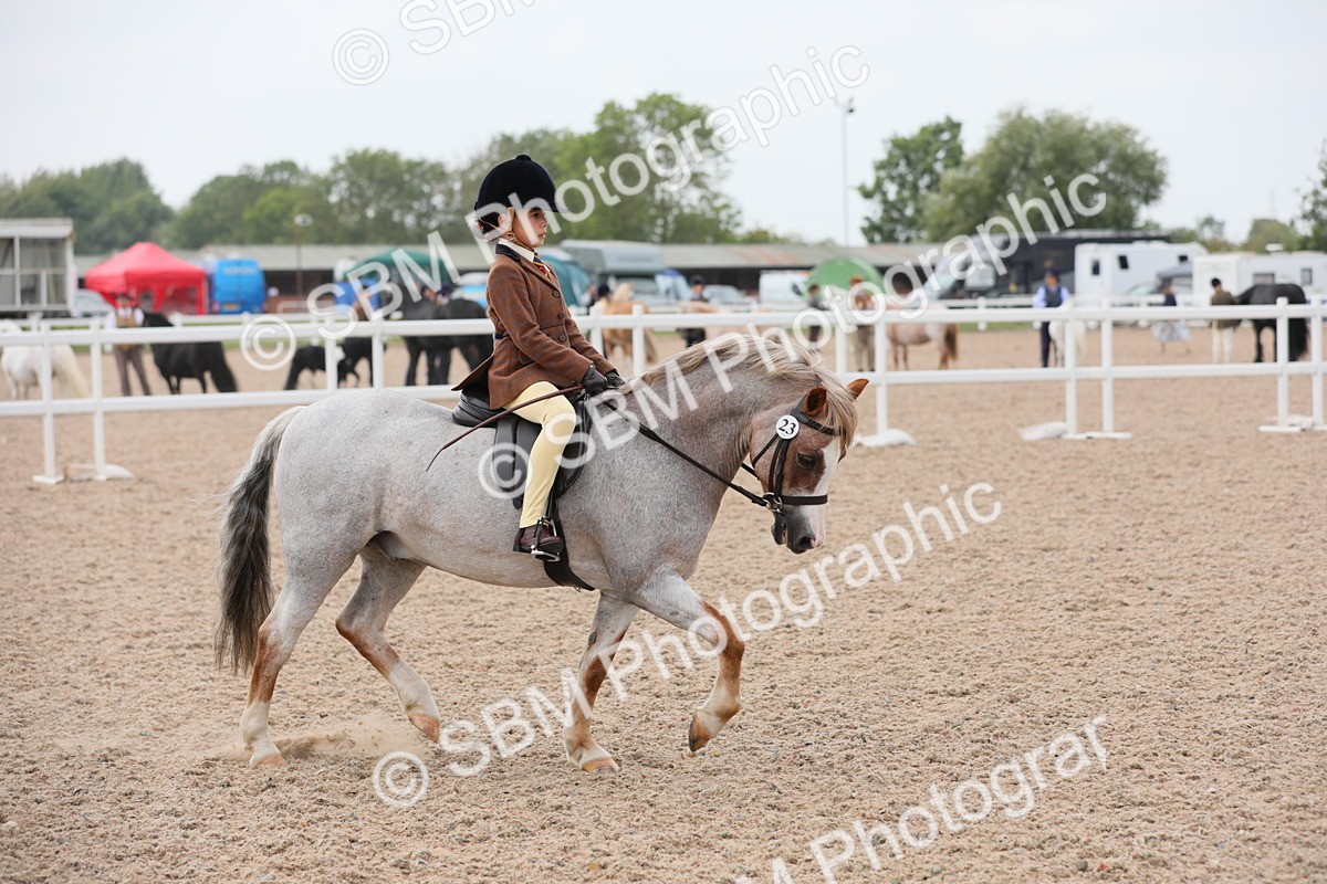 SBM_12709 - Class 307 Ridden Coloured Pony