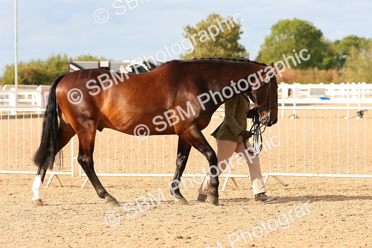 SBM_18347 - Class 318 - IH Part Bred Horse Pony