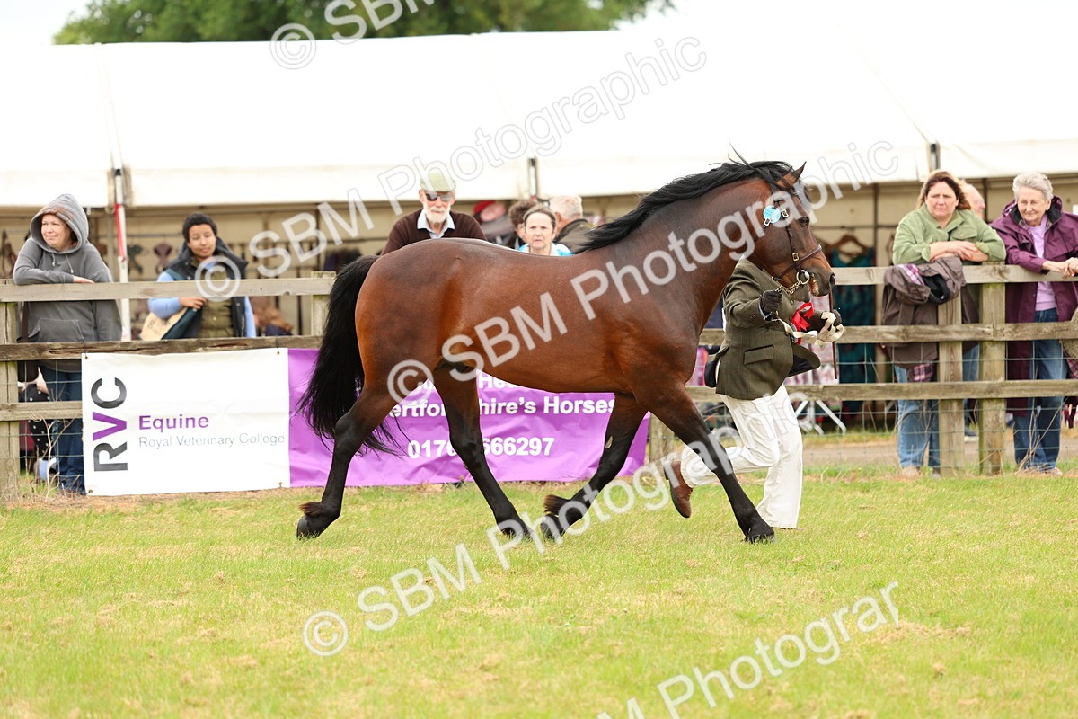 SBM_04253 - Class 64-67 - Shetland Pony In Hand