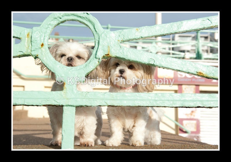  - Dogs