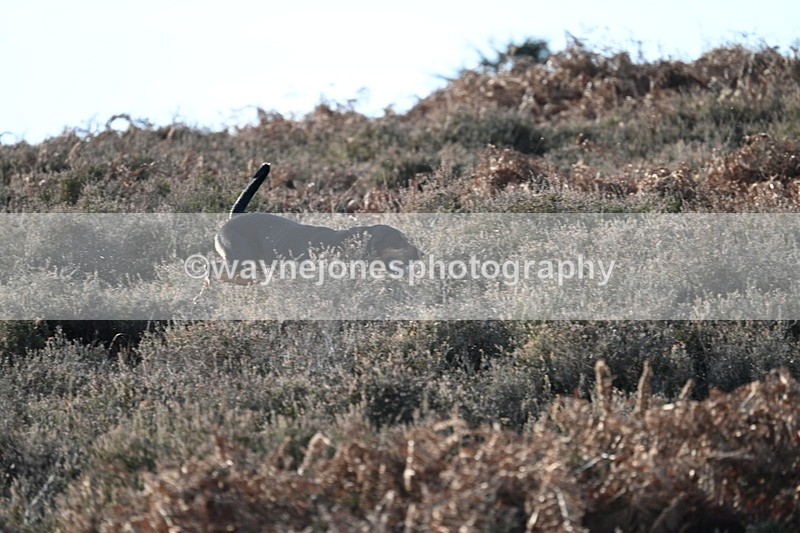 WJ7_7870 - Line 3 (no line 4 or 5)