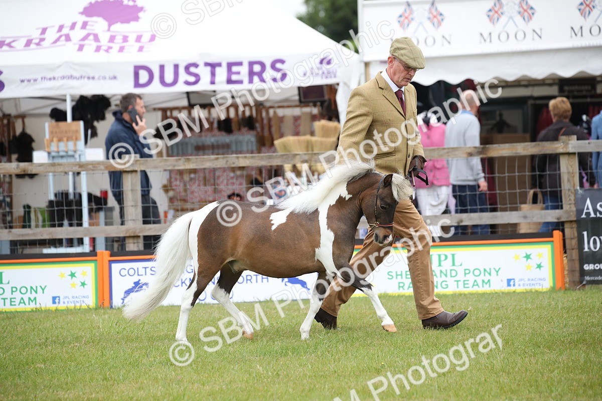 SBM_03916 - Class 23-25 - British Miniature Horse of the Year