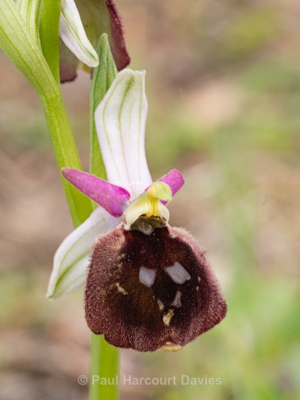 Shield Ophrys (Ophrys argolica ssp. biscutella also Ophrys biscutella or O. crabronifera ssp biscutella - Gargano - Wild Orchids