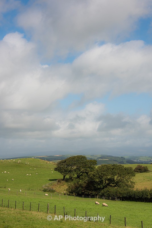 ACP_2447-2 - Rural Views