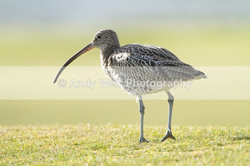 20101027-2563 - Curlew