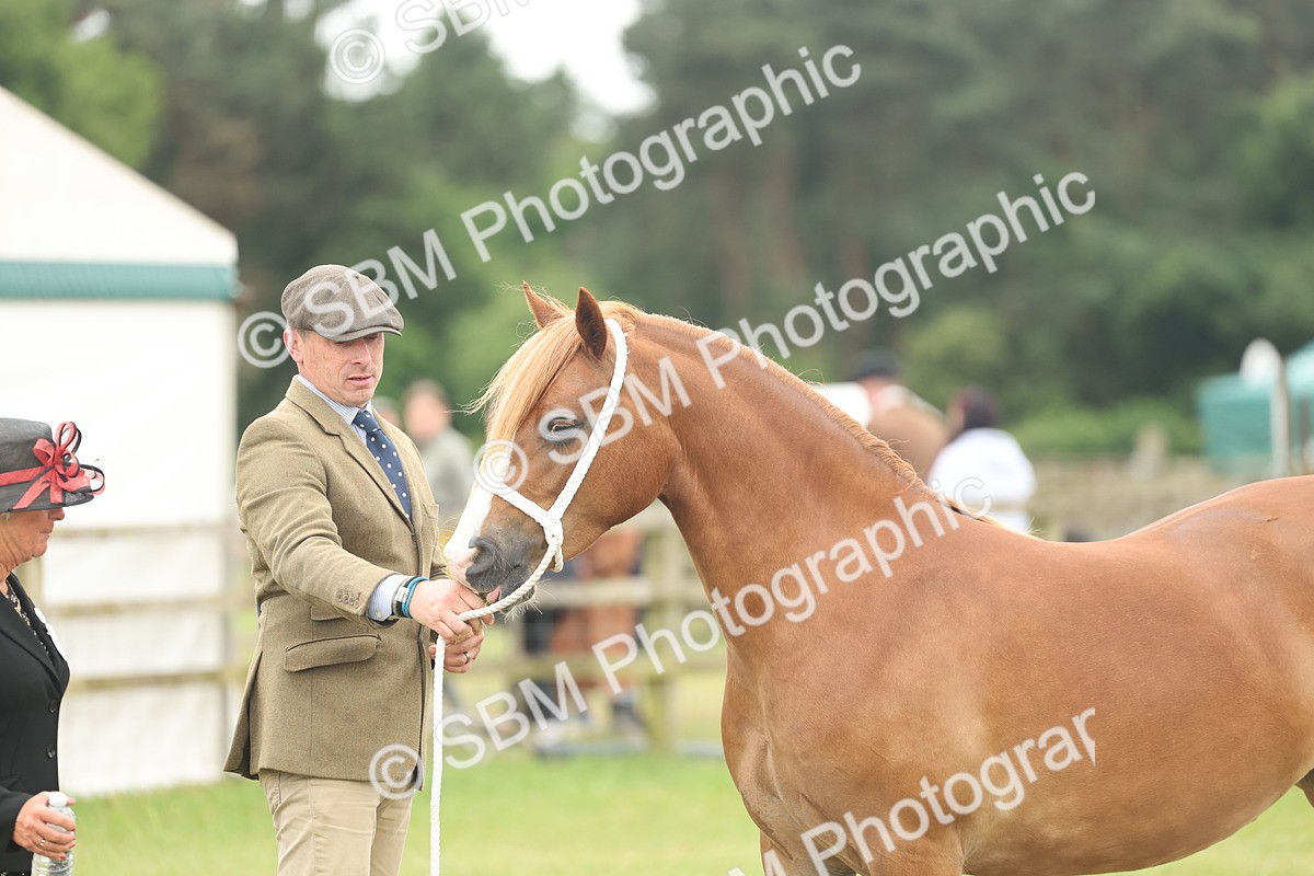 SBM_02340 - Class 50-57 - M&M Welsh Pony In Hand