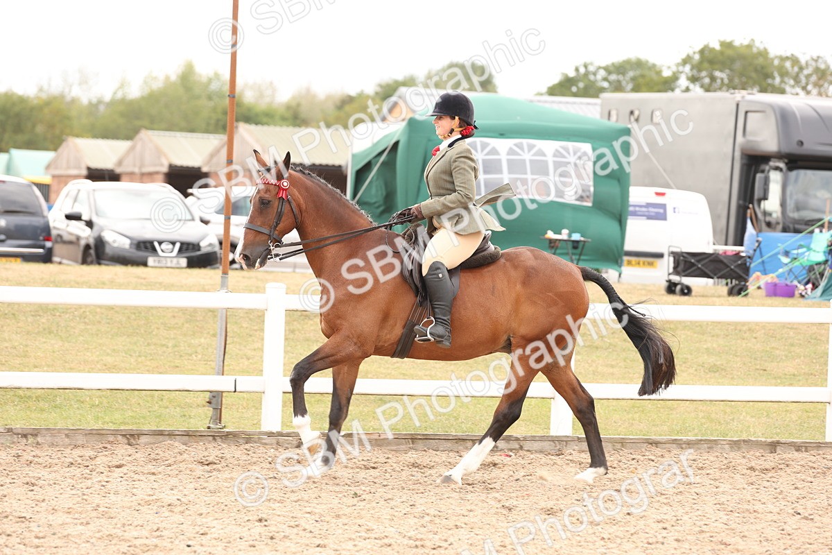 SBM_17347 - Class 214 - Ridden Hack Riding Horse
