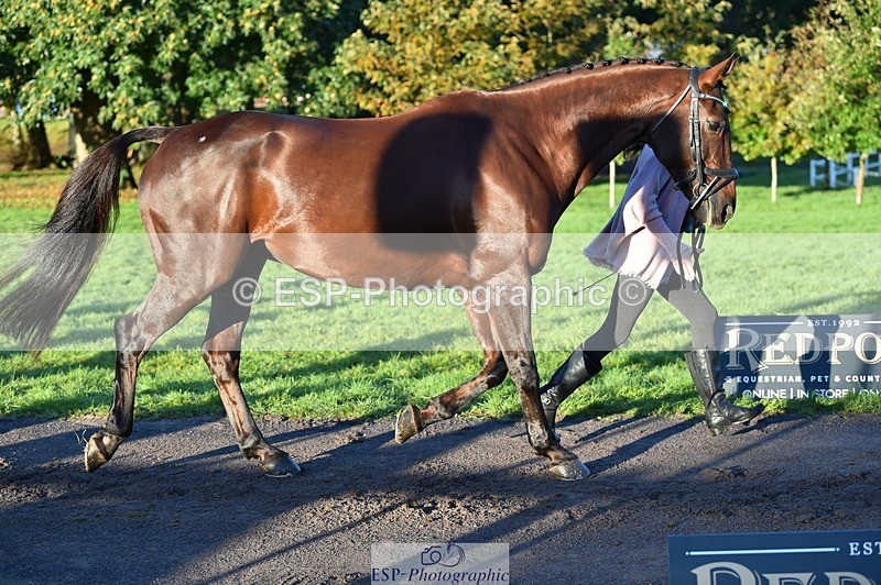 231022-085638-21460 - 649-DONAIL.BEAUANCO-Sheila.Williams-TrotUp+SJ