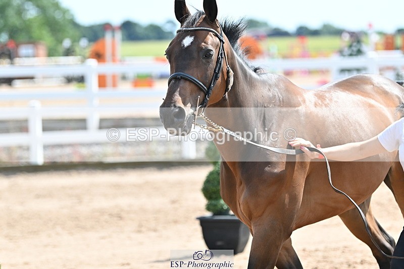 240717A-150104-02446 - Trot Up 3pm to 4pm