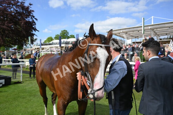 yr12052022r5-29 - Race 5 4.10pm British Stallion Studs EBF Westow Stakes