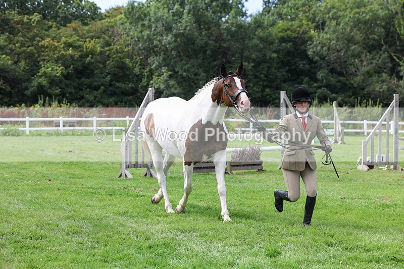 3E7A8764 - Class 5: Working Show Horse