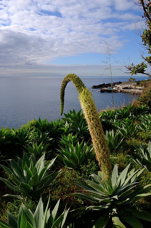 Swans Neck Agave - Madeira