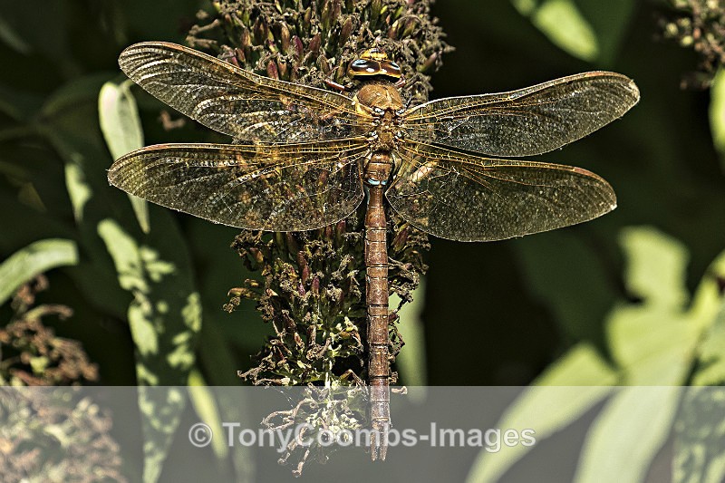 Brown Hawker - Other Wildlife