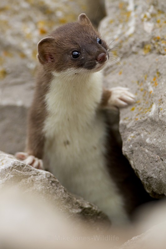 Stoat Kit. Conwy, ref st 7 - STOATS (KITS)