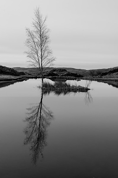 lll0194 - Monochrome