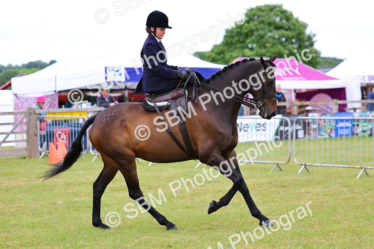 SBM_02722 - Class 9-11 Side Saddle including LIHS Rising Star Ladies Show Horse