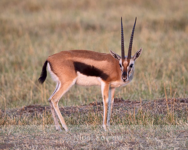 Thomson's Gazelle, Masai Mara, Kenya - Antelope