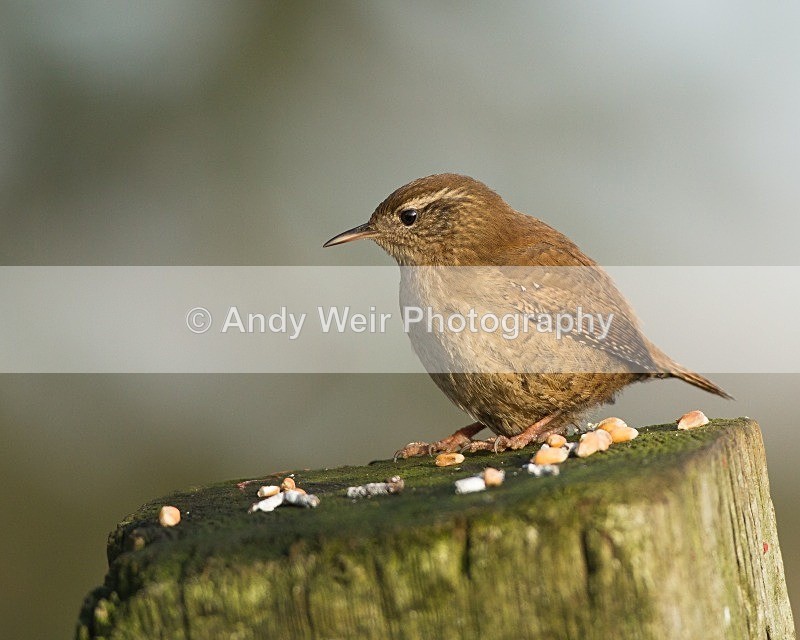 20121208-_MG_1800 - Wren & Goldcrest