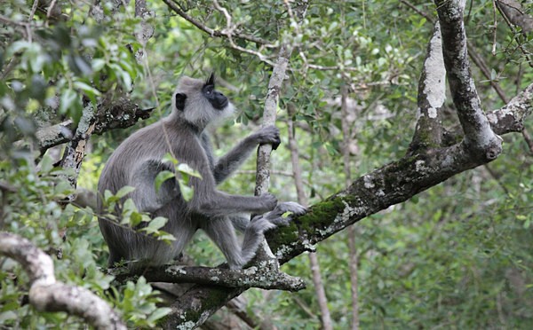  - Sri Lanka wildlife, people & places
