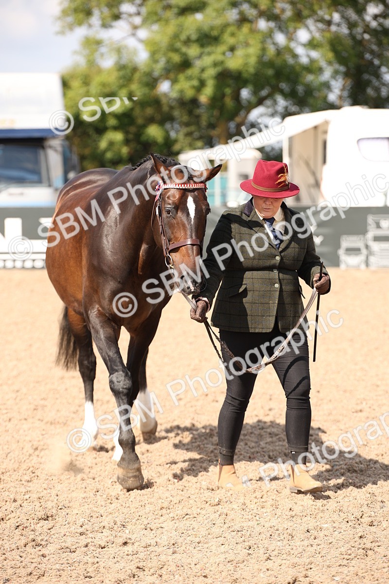 SBM_03413 - Class 18 Handsomest Gelding (IH or Ridden)