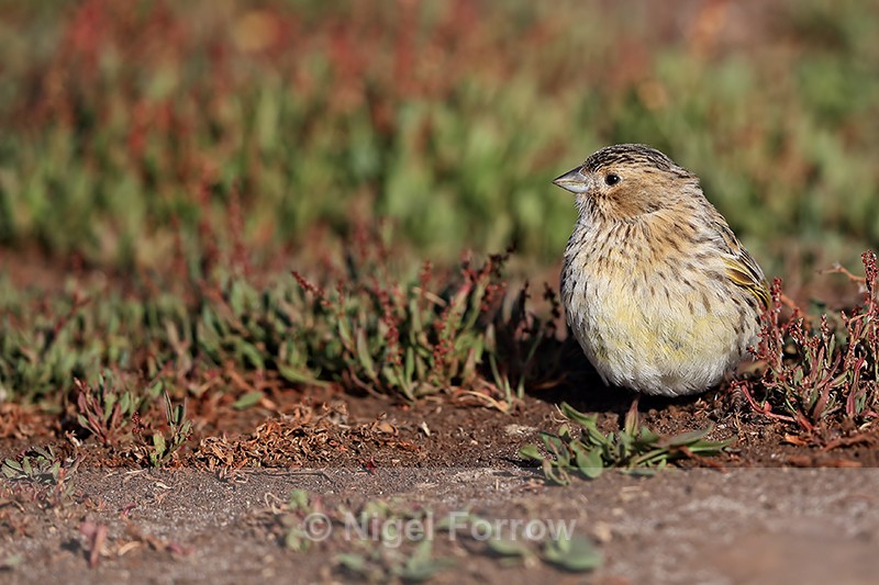White-bridled Finch (female), Carcass Island, Falklands - White-bridled Finch