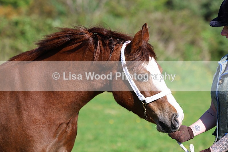 3E7A8678 - Class 13: M & M Large Breeds