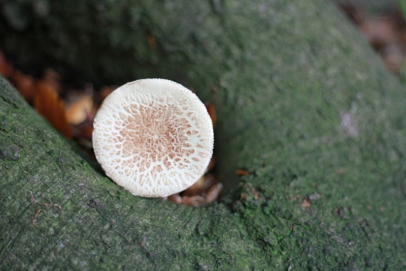  - Nature's Wonders