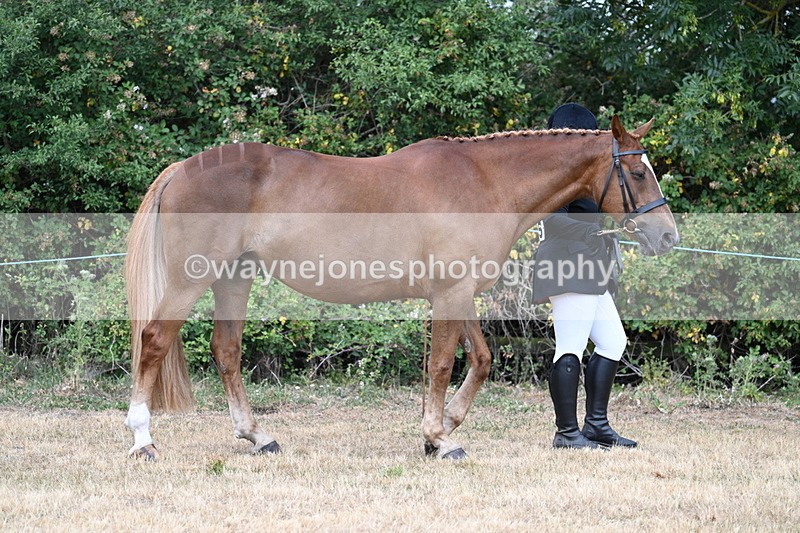 WJ7_1828 - Class 4a Prettiest Mare 14.2hh and over hand