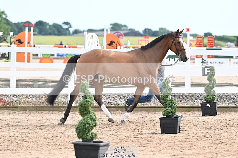 240717A-165511-03543 - Trot Up 4pm to 5pm