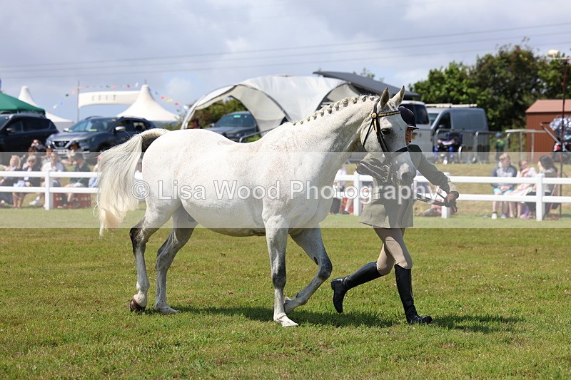 3E7A1204 - Class 8: Open Riding Horse/Hack