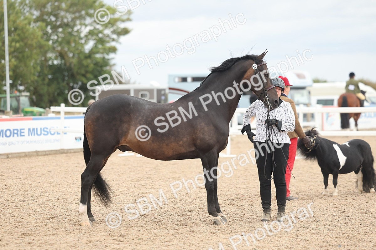 SBM_19310 - Class 317 - IH Pure Bred Horse-Pony